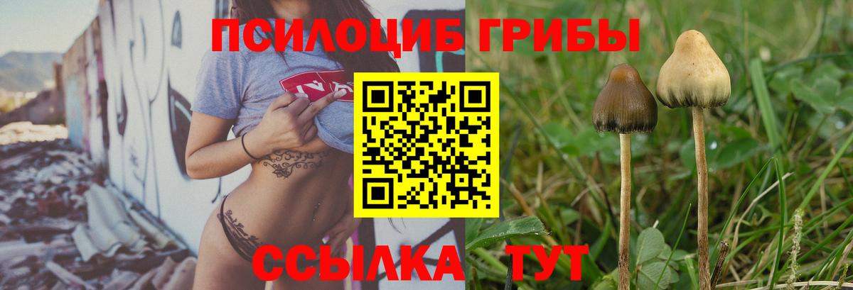 Галлюциногенные грибы Psilocybine cubensis  Вход с VPN  Елабуга 